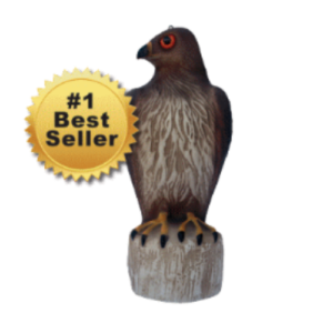 Red Tailed Hawk Decoy